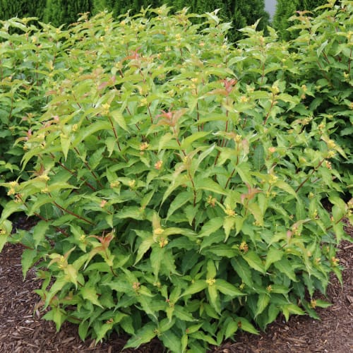 Kodiak® Orange - Diervilla  preview 1