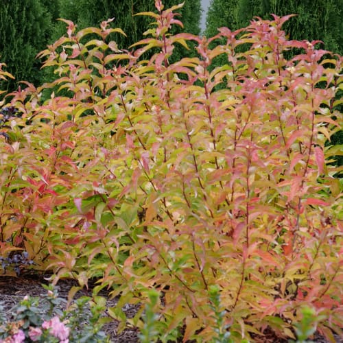 Kodiak® Orange - Diervilla  preview 2