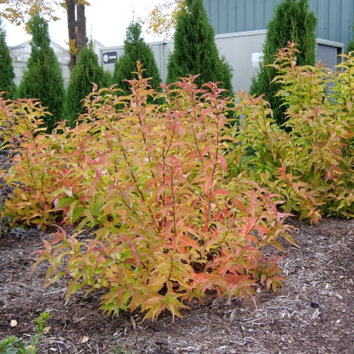 Kodiak® Orange - Diervilla 