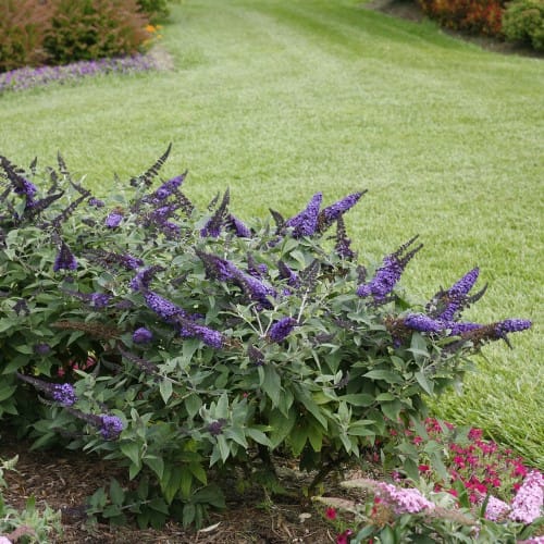 Pugster Blue® - Buddleia preview 1