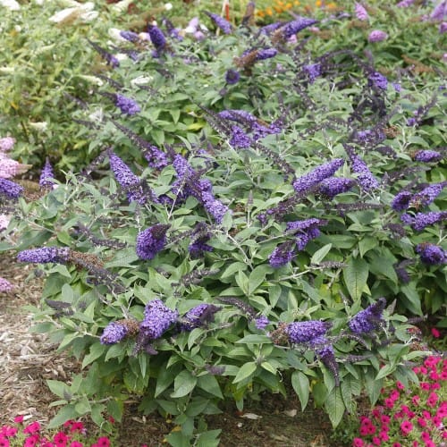 Pugster Blue® - Buddleia preview 2