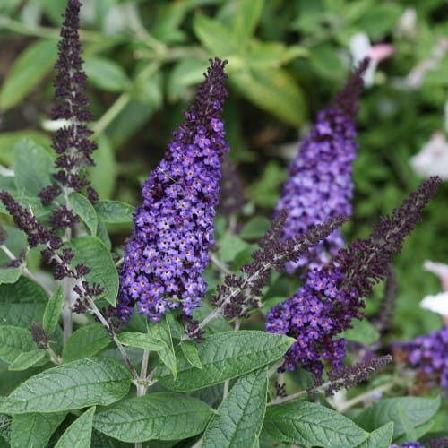 Pugster Blue® - Buddleia