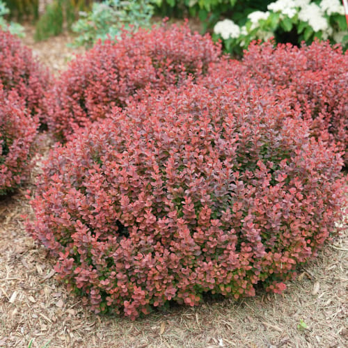 Sunjoy® Mini Maroon® - Berberis thunbergii preview 1