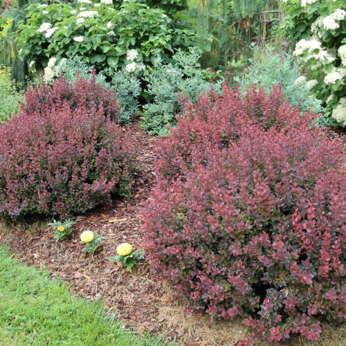 Sunjoy® Mini Maroon® - Berberis thunbergii preview 2