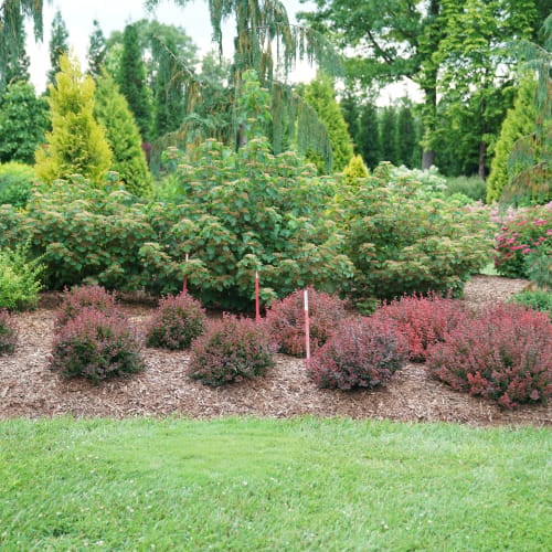 Sunjoy® Mini Maroon® - Berberis thunbergii preview 4