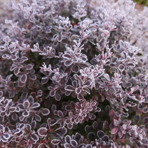 Sunjoy® Mini Maroon® - Berberis thunbergii preview 5
