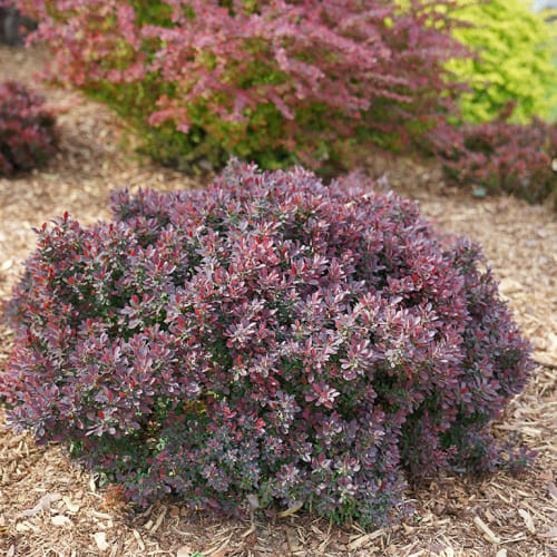 Sunjoy® Mini Maroon® - Berberis thunbergii