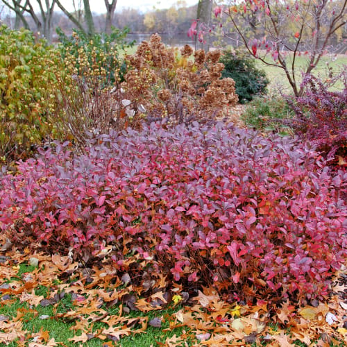 Low Scape Mound® - Aronia melanocarpa preview 1