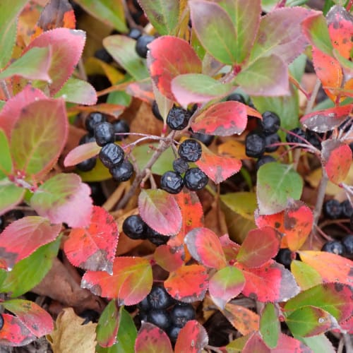 Low Scape Mound® - Aronia melanocarpa preview 2
