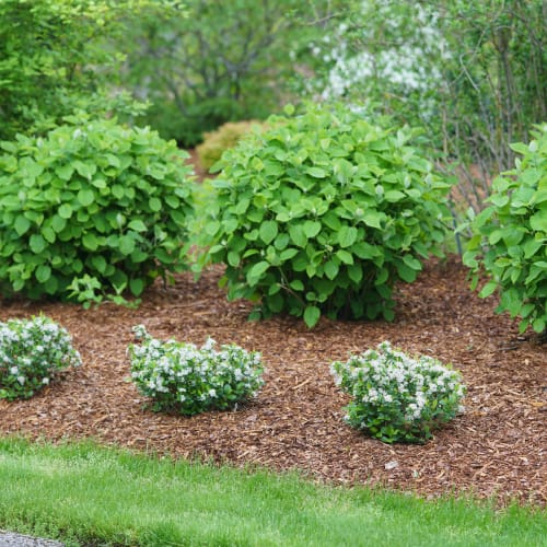 Low Scape Mound® - Aronia melanocarpa preview 3