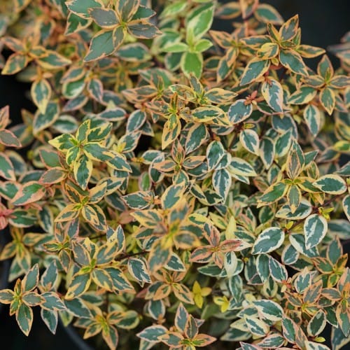 Tres Amigos® - Abelia x grandiflora