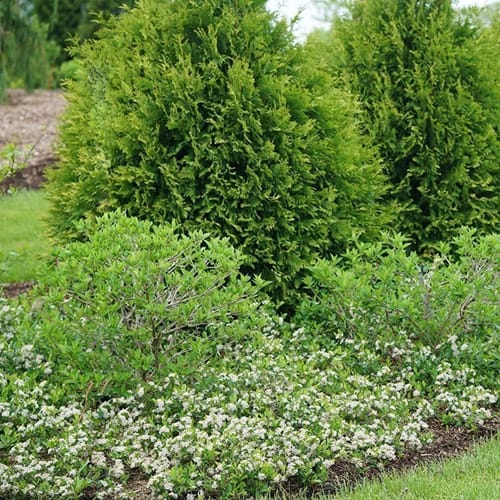 Ground Hug® - Aronia melanocarpa preview 2