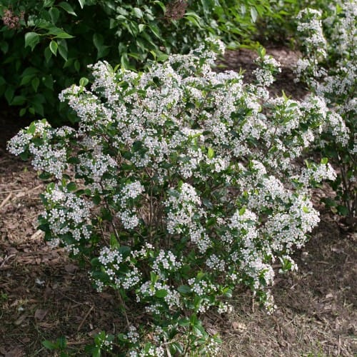 LowScape Snowfire® - Aronia melanocarpa