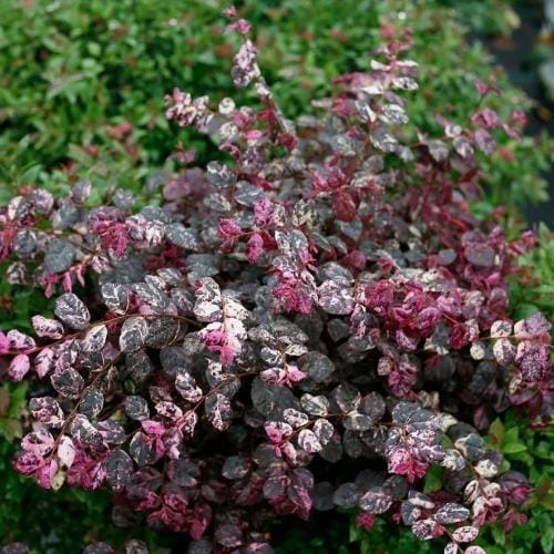 Jazz Hands® - Loropetalum chinense