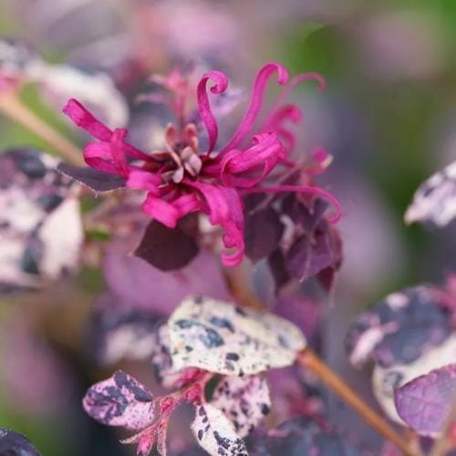 Jazz Hands® - Loropetalum chinense preview 2