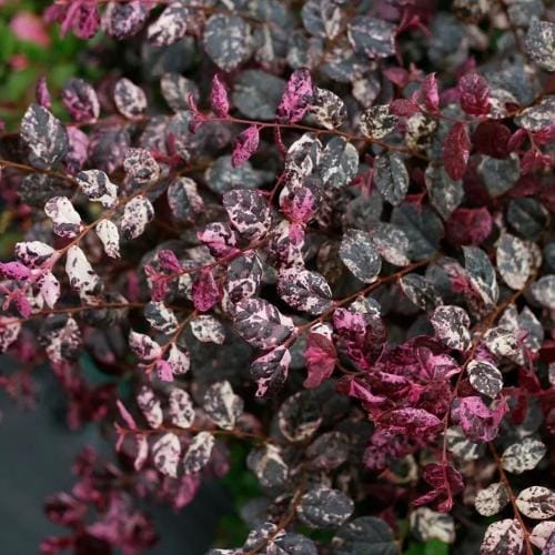 Jazz Hands® - Loropetalum chinense preview 3