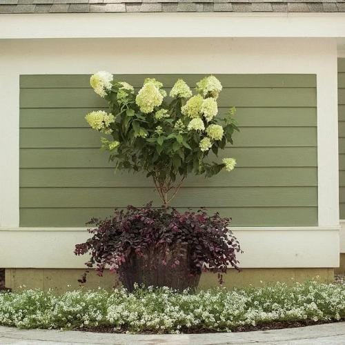 Jazz Hands® - Loropetalum chinense preview 4