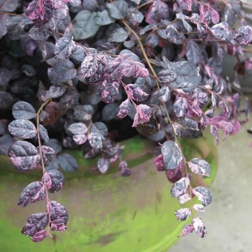 Jazz Hands® - Loropetalum chinense preview 5