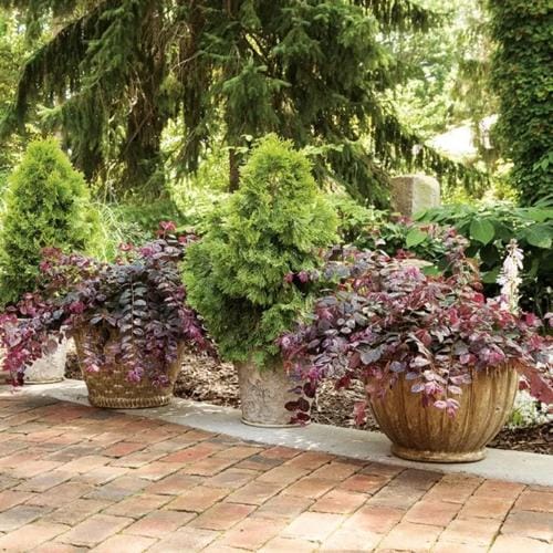 Jazz Hands® - Loropetalum chinense preview 6