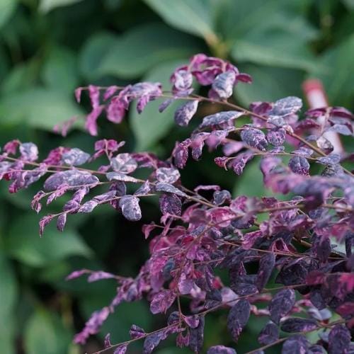 Jazz Hands® - Loropetalum chinense preview 7