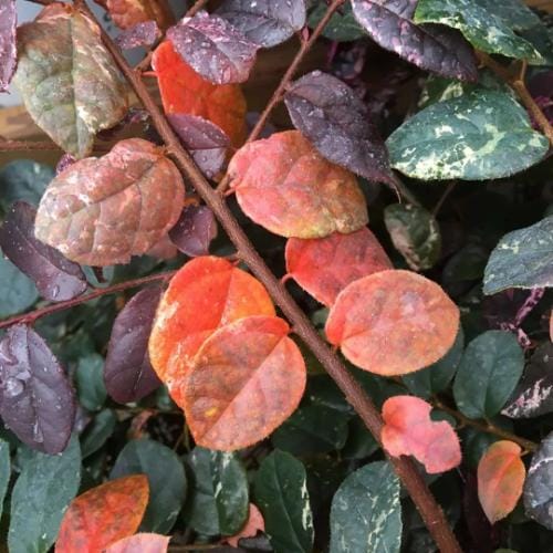Jazz Hands® - Loropetalum chinense preview 8