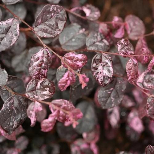 Jazz Hands® - Loropetalum chinense preview 9