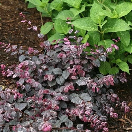 Jazz Hands® - Loropetalum chinense preview 10
