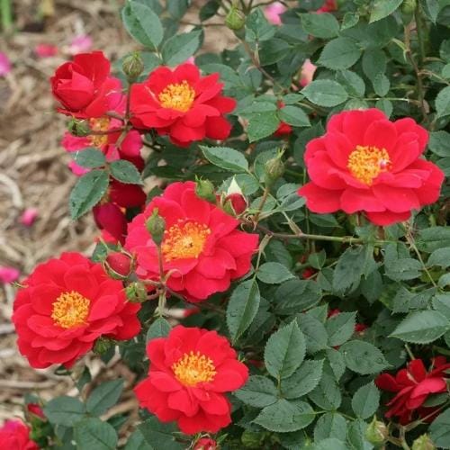 Oso Easy Urban Legend® - Rosa