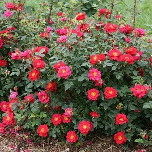Oso Easy Urban Legend® - Rosa preview 4