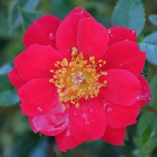 Oso Easy Urban Legend® - Rosa preview 5