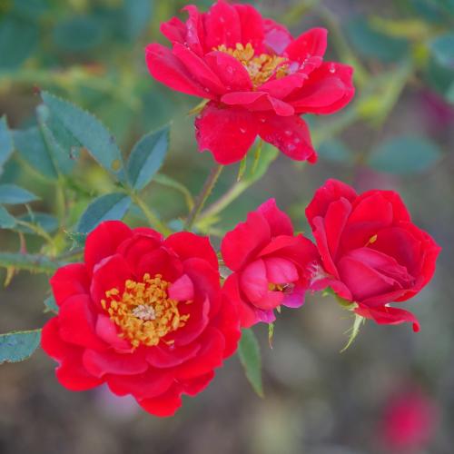 Oso Easy Urban Legend® - Rosa preview 6