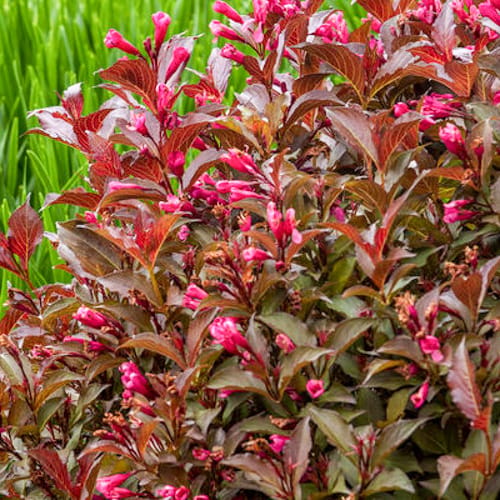 First Editions® Shining Sensation™ Weigela: Weigela florida 'Bokrashine' preview 3