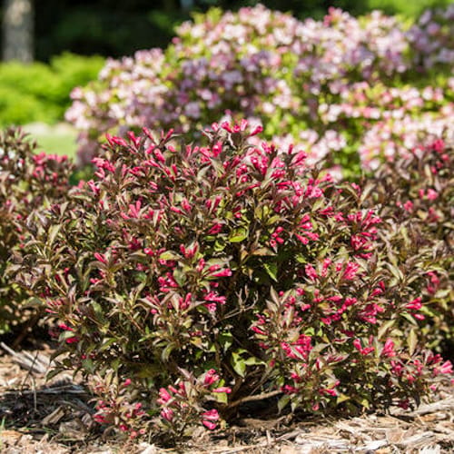 First Editions® Shining Sensation™ Weigela: Weigela florida 'Bokrashine' preview 4
