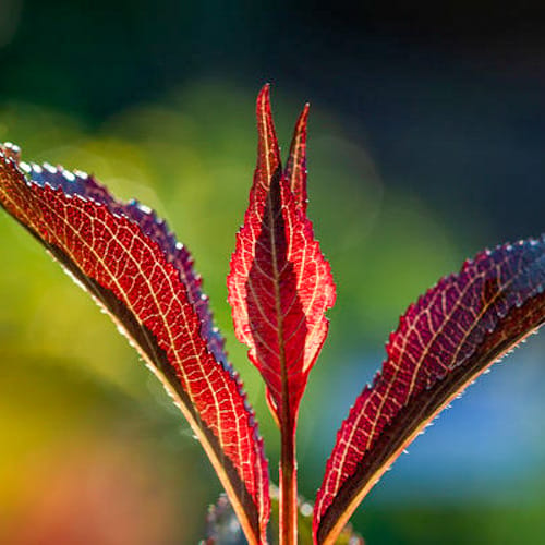 First Editions® Shining Sensation™ Weigela: Weigela florida 'Bokrashine' preview 5