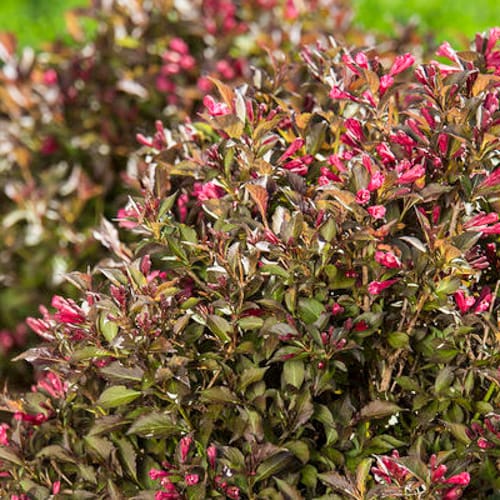 First Editions® Shining Sensation™ Weigela: Weigela florida 'Bokrashine' preview 6