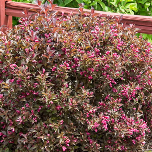 First Editions® Shining Sensation™ Weigela: Weigela florida 'Bokrashine' preview 8
