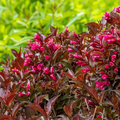 First Editions® Shining Sensation™ Weigela: Weigela florida 'Bokrashine' preview 9