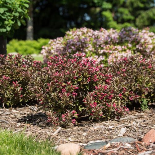 First Editions® Shining Sensation™ Weigela: Weigela florida 'Bokrashine' preview 10