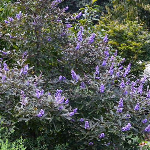 First Editions® Flip Side® Chastetree: Vitex x 'Bailtexone' PP30,283 preview 4