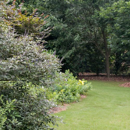 First Editions® Flip Side® Chastetree: Vitex x 'Bailtexone' PP30,283 preview 6
