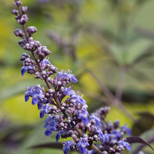First Editions® Flip Side® Chastetree: Vitex x 'Bailtexone' PP30,283