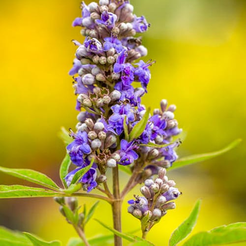 First Editions® Violet Mist® Chastetree: Vitex x 'Bailtexfour' PP36,066 preview 2