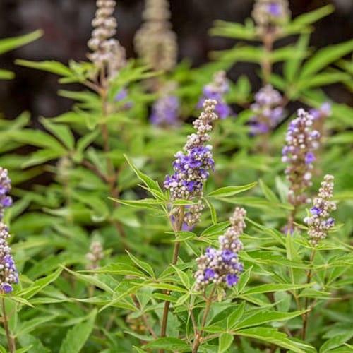 First Editions® Violet Mist® Chastetree: Vitex x 'Bailtexfour' PP36,066 preview 6