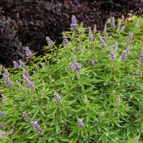 First Editions® Violet Mist® Chastetree: Vitex x 'Bailtexfour' PP36,066 preview 7