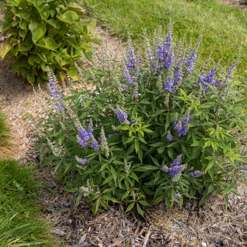 First Editions® Violet Mist® Chastetree: Vitex x 'Bailtexfour' PP36,066 preview 9