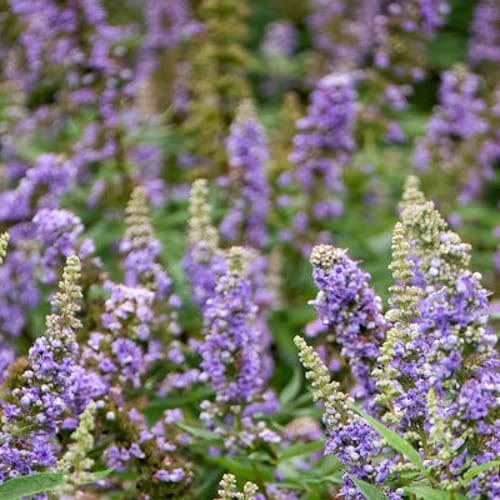 First Editions® Violet Mist® Chastetree: Vitex x 'Bailtexfour' PP36,066