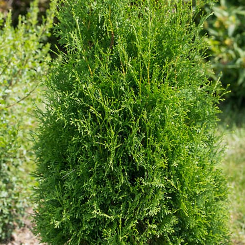 First Editions® Tall Guy® Arborvitae: Thuja occidentalis 'RutThu5' PP35,180 preview 2