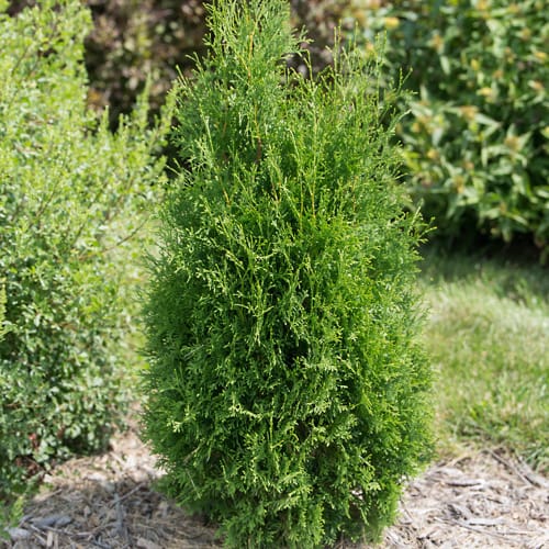 First Editions® Tall Guy® Arborvitae: Thuja occidentalis 'RutThu5' PP35,180 preview 4