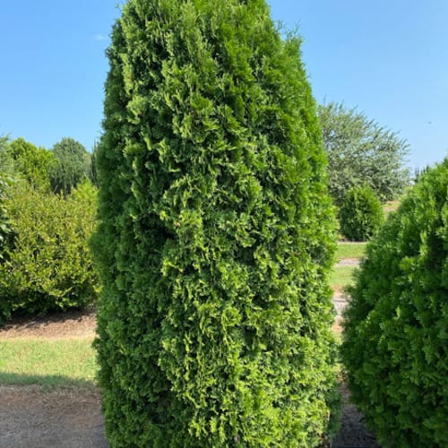 First Editions® Tall Guy® Arborvitae: Thuja occidentalis 'RutThu5' PP35,180 preview 5