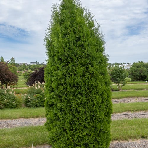 First Editions® Tall Guy® Arborvitae: Thuja occidentalis 'RutThu5' PP35,180 preview 6